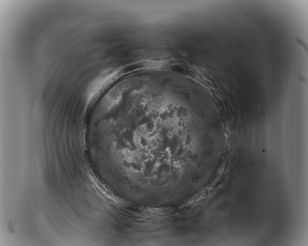 X0000100880149200806271146