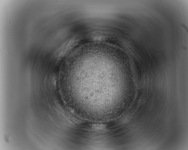 X0000100880363200806271143