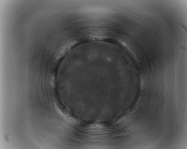 X0000100880451200806271141