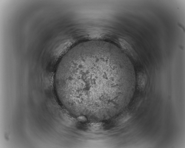 X0000100880495200806271141