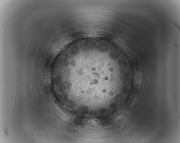 X0000100880683200806271138