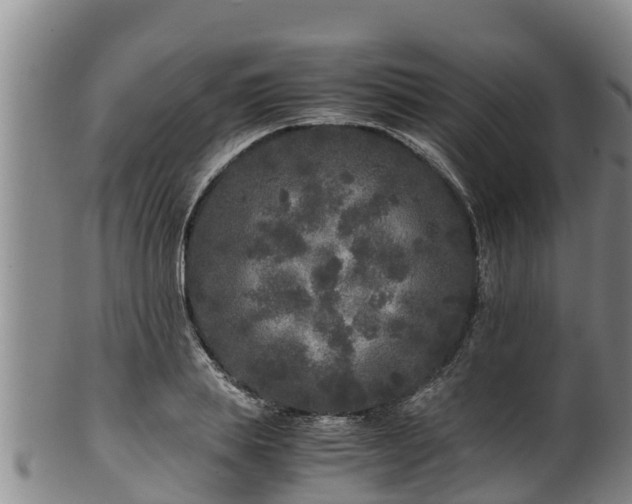 X0000100880839200806271135