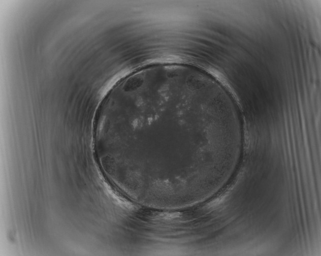 X0000100880845200806271135