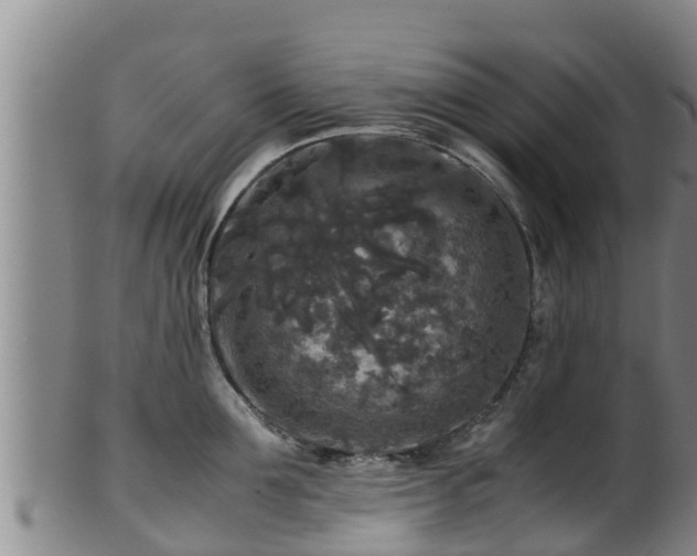 X0000100880907200806271134