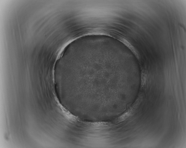 X0000100880988200806271133