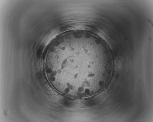 X0000100881067200806271131