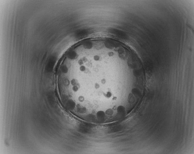 X0000100881075200806271131