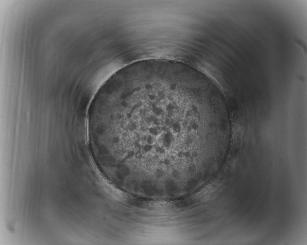 X0000100881079200806271131