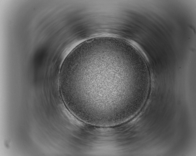 X0000100881244200806271129