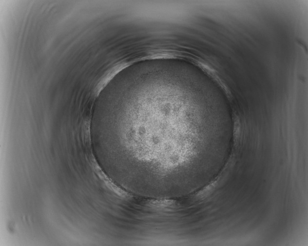 X0000100881417200806271126