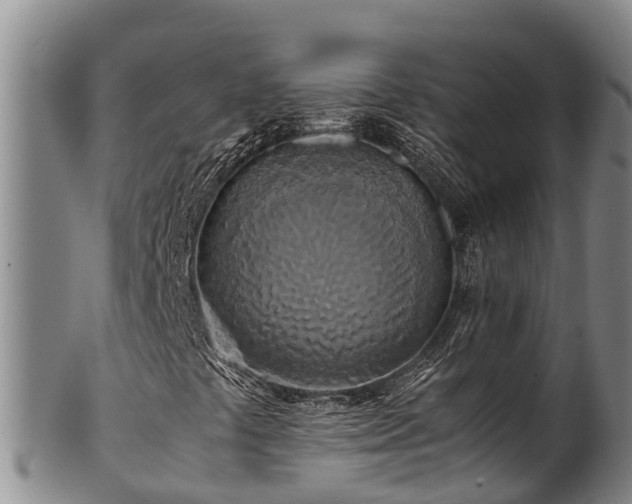 X0000100881441200806271126