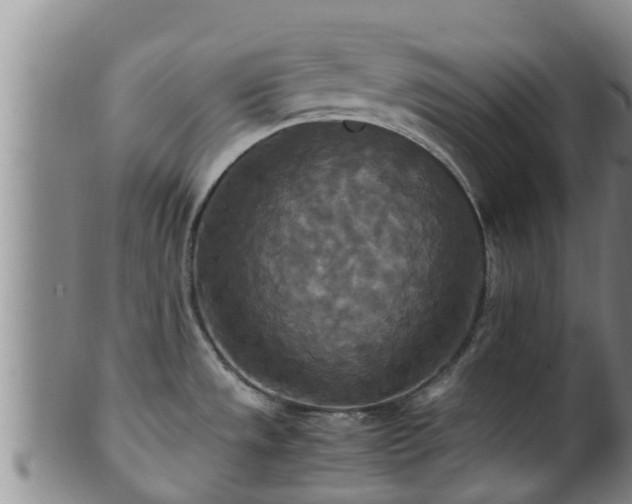 X0000100881533200806271125