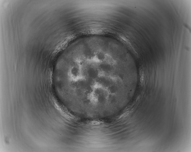 X0000100880542200807071129