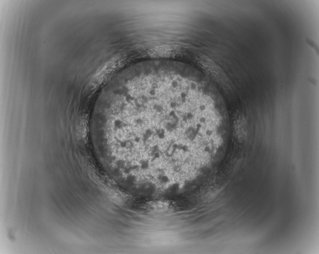 X0000100880687200807071127