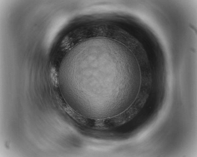 X0000100880766200807071126