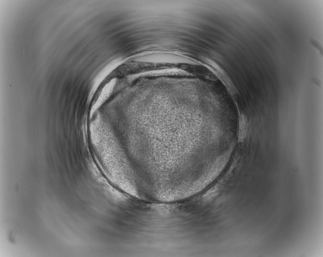 X0000100880812200807071125