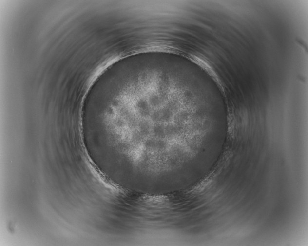 X0000100881043200807071122