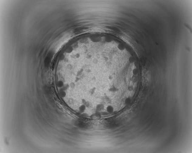 X0000100881067200807071121