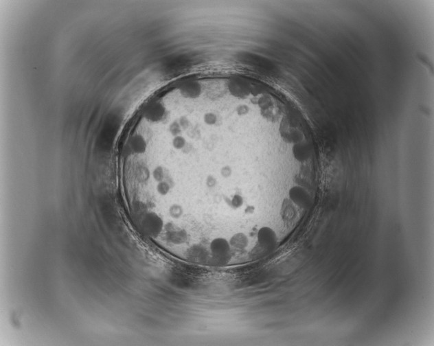 X0000100881075200807071121