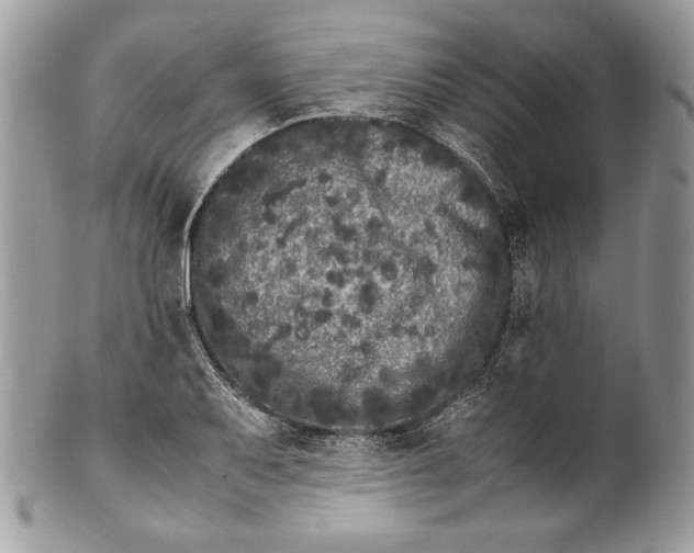 X0000100881079200807071121