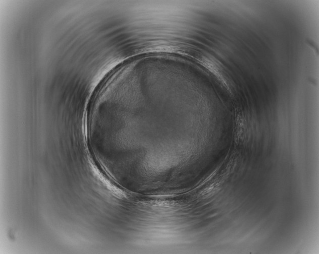 X0000100881084200807071120