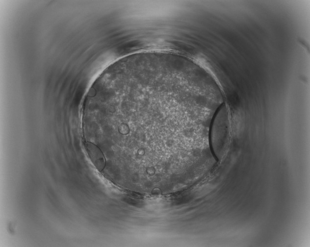 X0000100881099200807071120