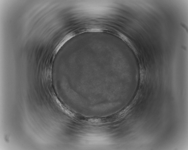 X0000100881194200807071118