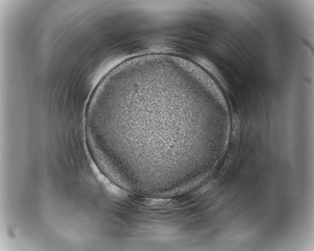 X0000100881439200807071116