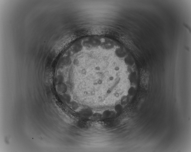 X0000100880683200807111343