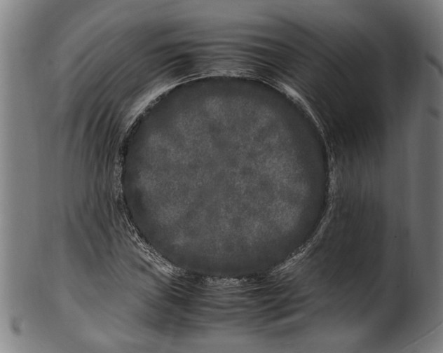 X0000100881019200807111336