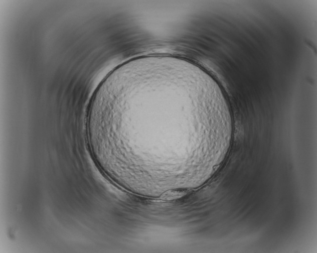 X0000100881483200807111330