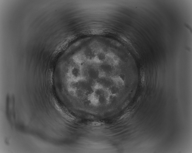 X0000100880542200807181301