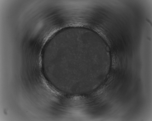 X0000100880584200807181301