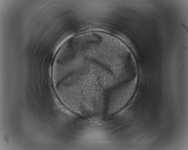 X0000100881198200807181252