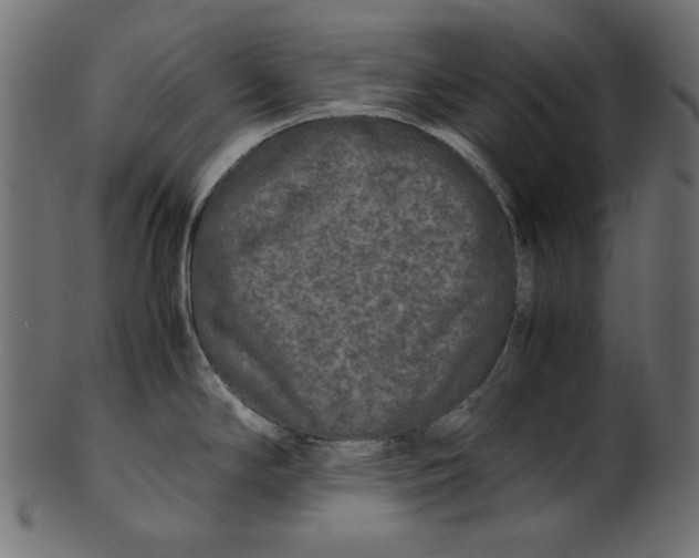 X0000100881294200807181250