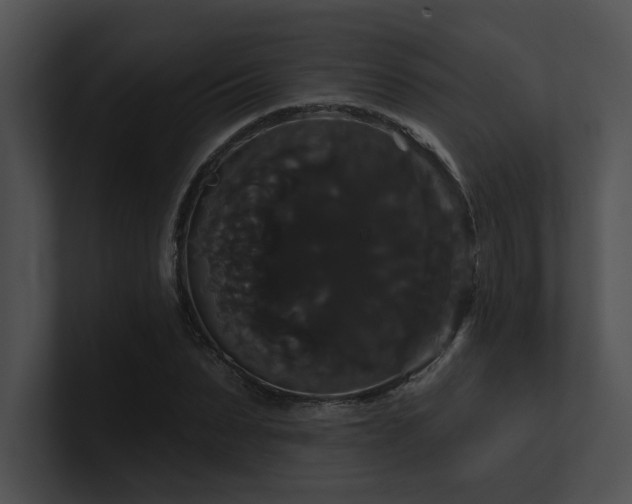 X0000100890879200806241229