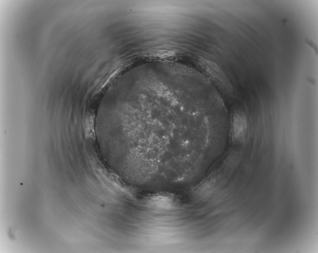 X0000100890236200807011204