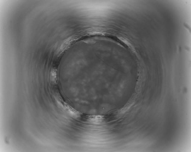 X0000100890288200807011204