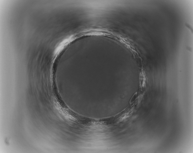 X0000100890296200807011203