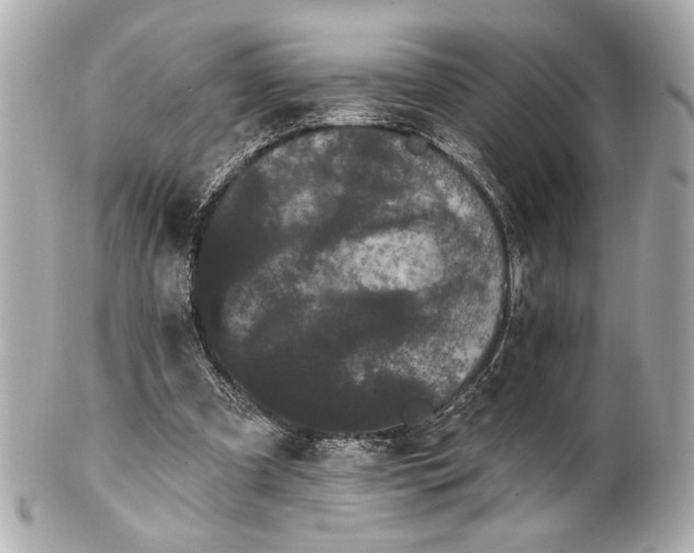 X0000100890297200807011203