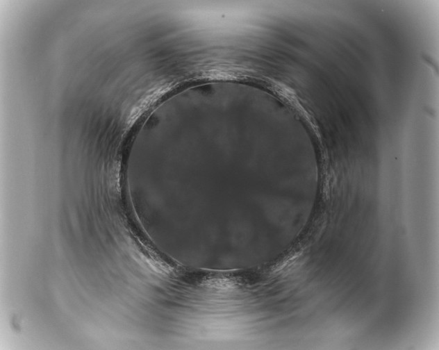 X0000100890299200807011203