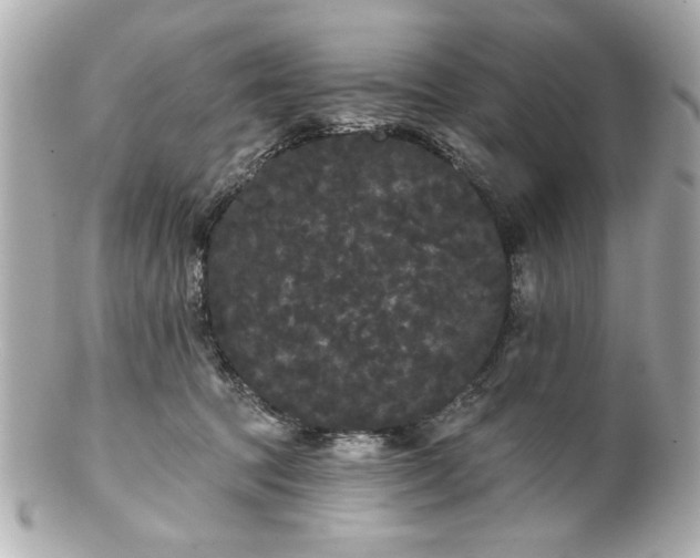 X0000100890369200807011202