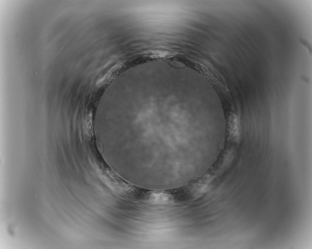 X0000100890376200807011202