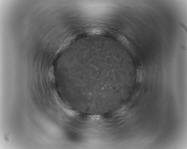 X0000100890377200807011202