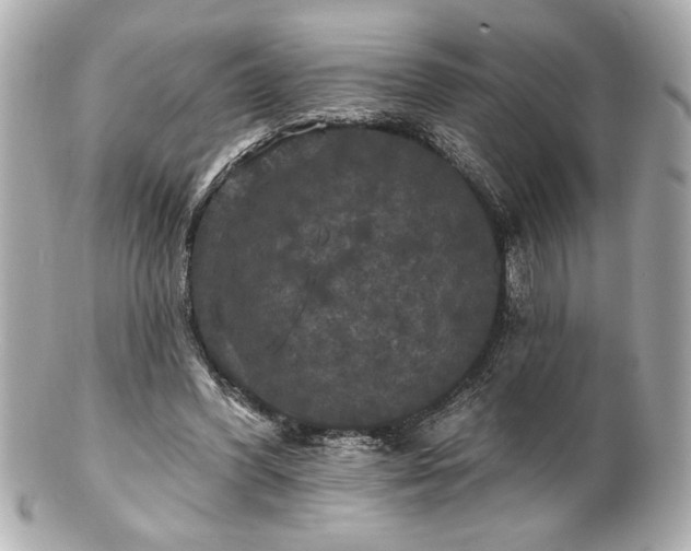 X0000100890396200807011202