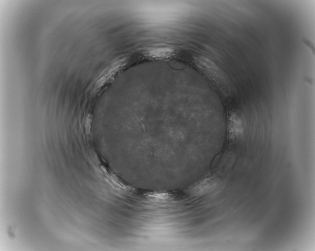 X0000100890428200807011201