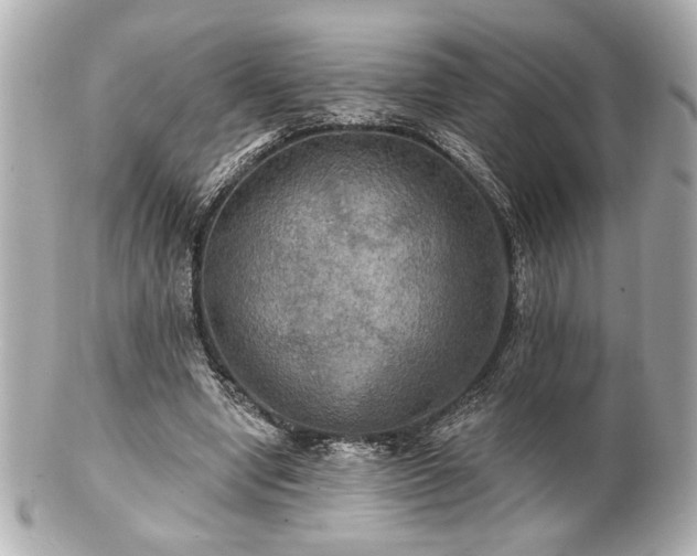X0000100890442200807011201