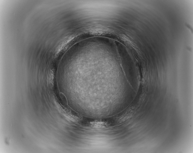 X0000100890448200807011201