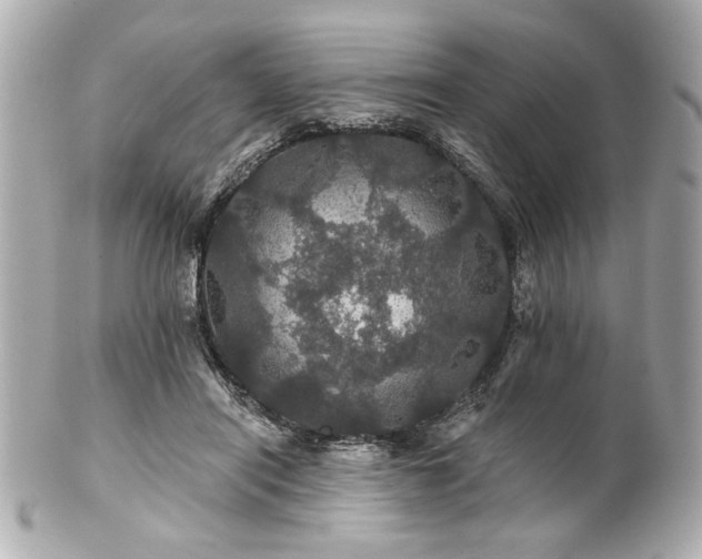 X0000100890454200807011201