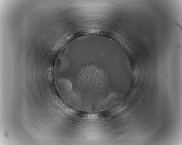 X0000100890462200807011201